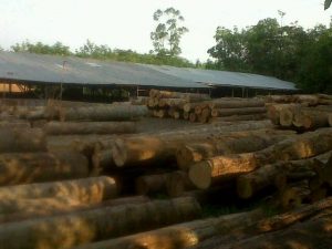 Ilegal-Logging