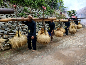Rengkong (memanggul padi dibarengi gerakan/ tarian  menghasilkan suara bambu unik)