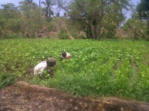 Bertani di bekas HGU Nangahale-Patiahu 